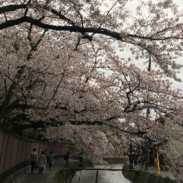 京都・白川の満開の桜ご覧下さい！！