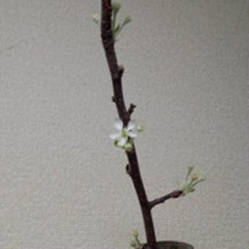かわいい花が咲きました！
