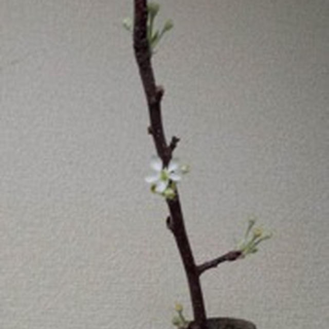かわいい花が咲きました！