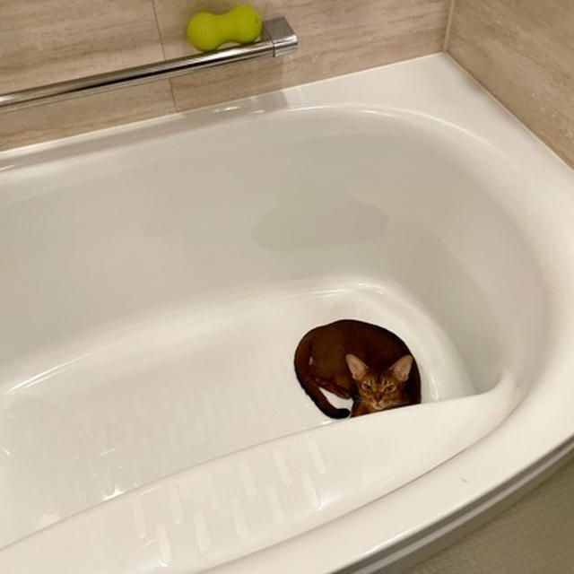 お風呂のお湯をいれられないわけは…⁇