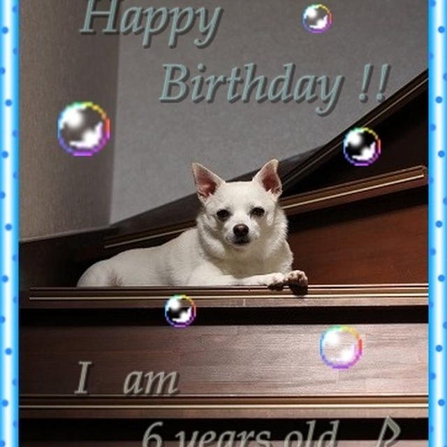 ★愛犬ミルク６歳のお誕生日★