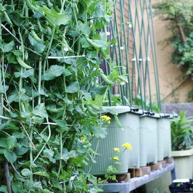 【我が家の家庭菜園】畑とプランター栽培の野菜達のご紹介です。