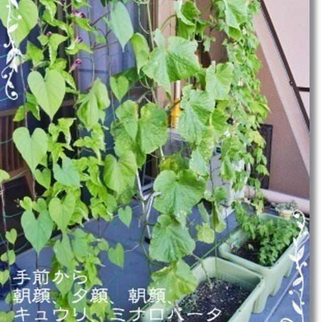 観察日記と雲＆今日のお出掛け