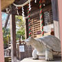 狛亀のある神社 など