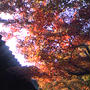 秋の京都を満喫