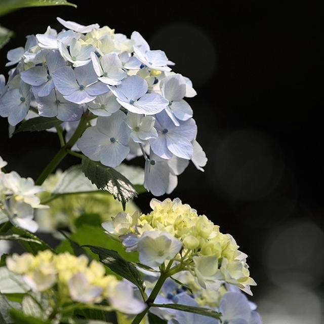 Hydrangea