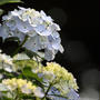 Hydrangea