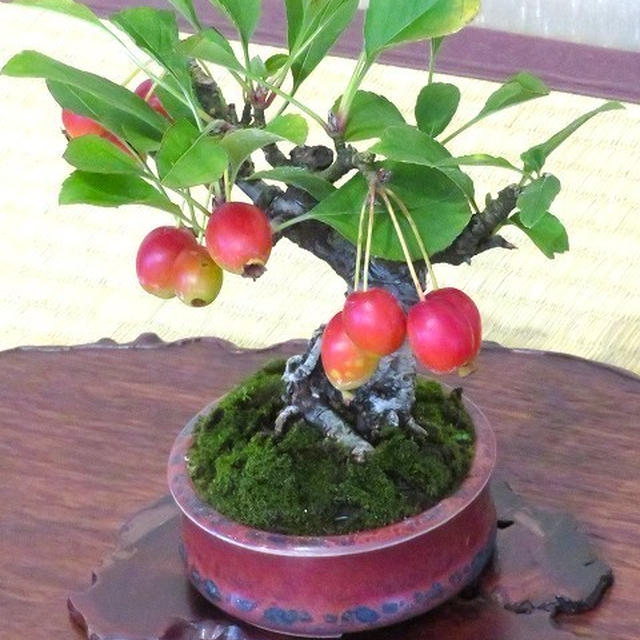 今日から12月＊真っ赤な姫リンゴ