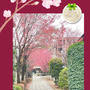 上目黒・寿福寺～桜の見頃は少し過ぎちゃったけど…ピンクの桜がアーチのよう♪