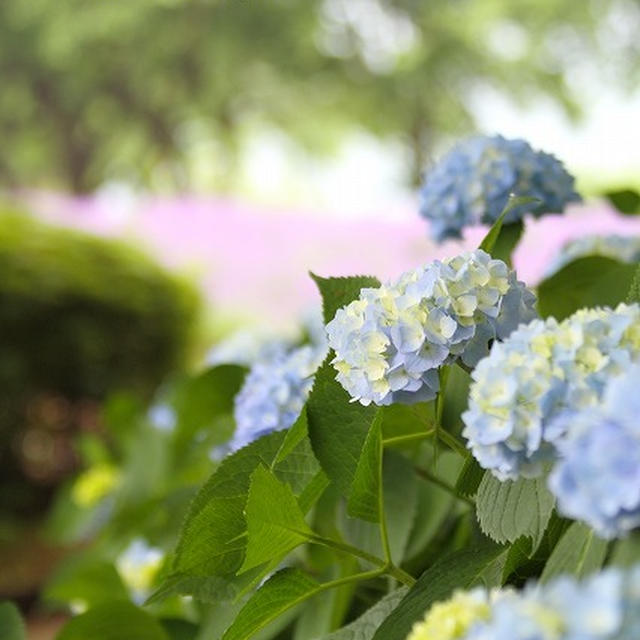 紫陽花　Part2