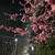 夜のお散歩「梅の花が満開でした♪」