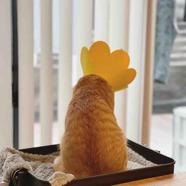 料理教室（無料）本日〆切です！と、うちの猫が美味しそうです