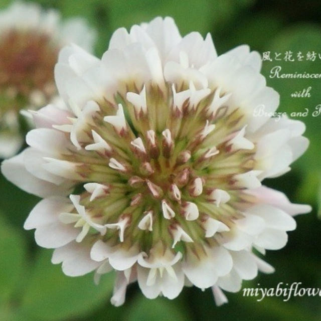 なんの花でしょう？　真上から見たらこんなに魅力的だったのは・・・
