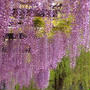 名城公園まで藤を見に行きました。