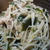 もやしどっさりの塩とろみうどん