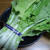 再生野菜「はくさい菜」万歳！