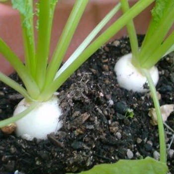 現在のベランダ菜園の様子。。。