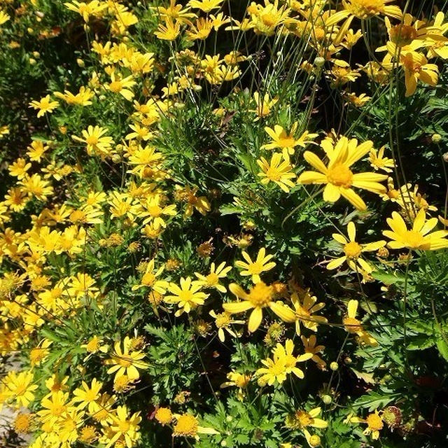 お散歩＊黄色い花