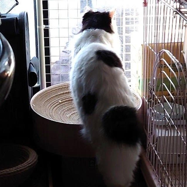 今日は3階ベランダ…