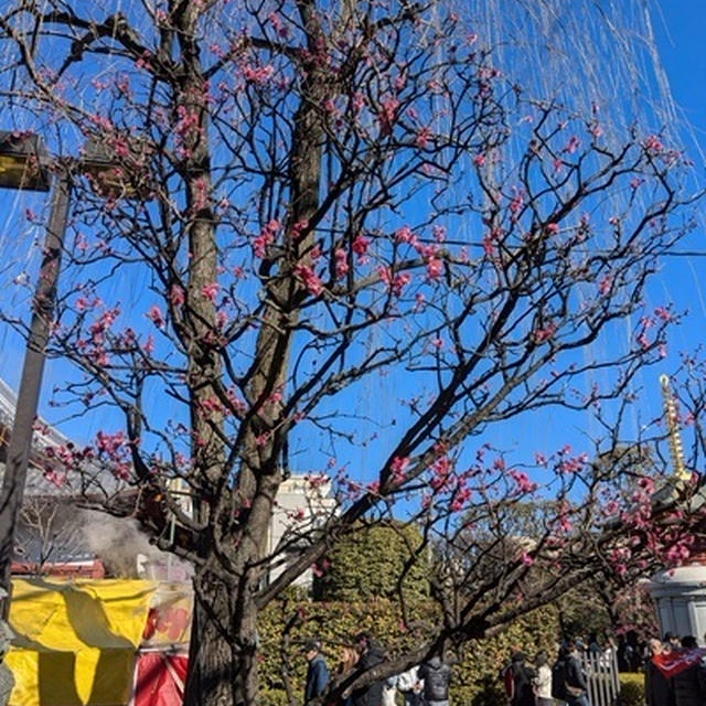 土曜日は俳句曜日４２　　啓蟄