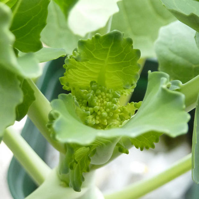 祝☆茎立てブロッコリーの花蕾
