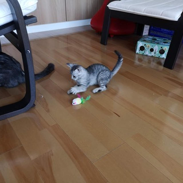 娘　初めて子猫ちゃん達と戯れる