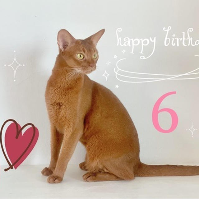 ひめ子、6歳になりました