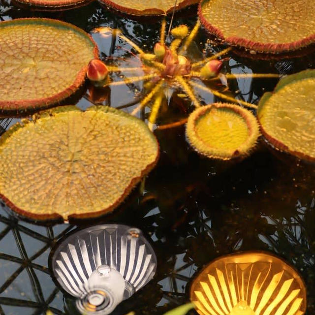 新潟県立植物園のオニバス