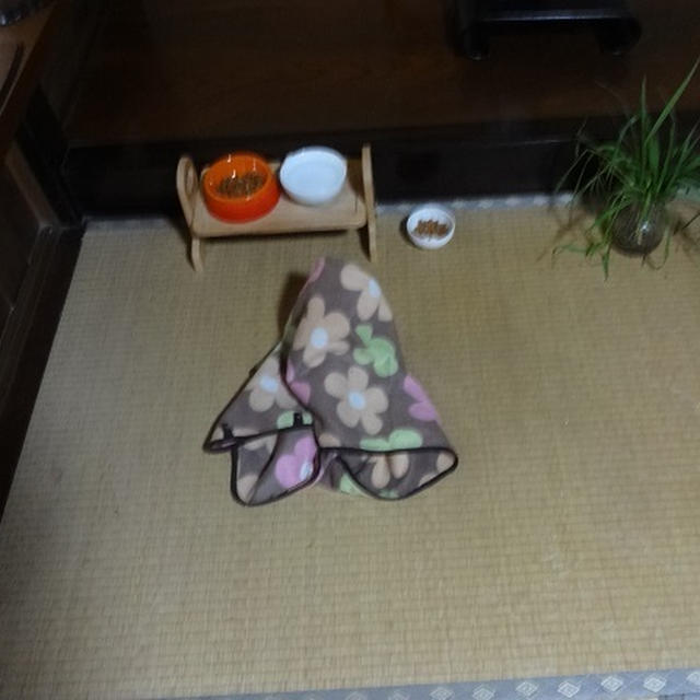 ごんぼさんNOW→→抜け殻残して・・・