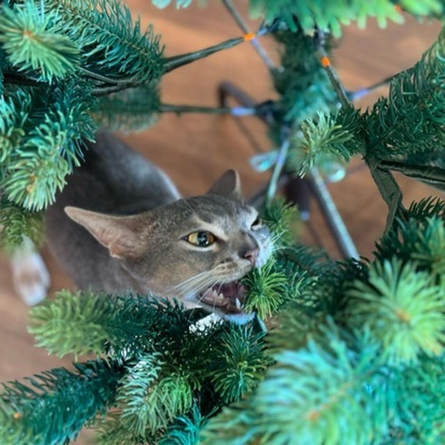 クリスマスツリーを出したら…やはり(๑¯◡¯๑)
