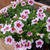 この暑さも悪くない！カリブラコアの花#最近撮った写真は