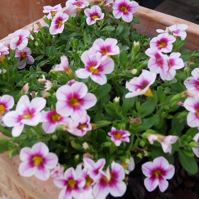 この暑さも悪くない！カリブラコアの花#最近撮った写真は