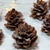 クリスマスにみんなで楽しく作るチョコぼっくり