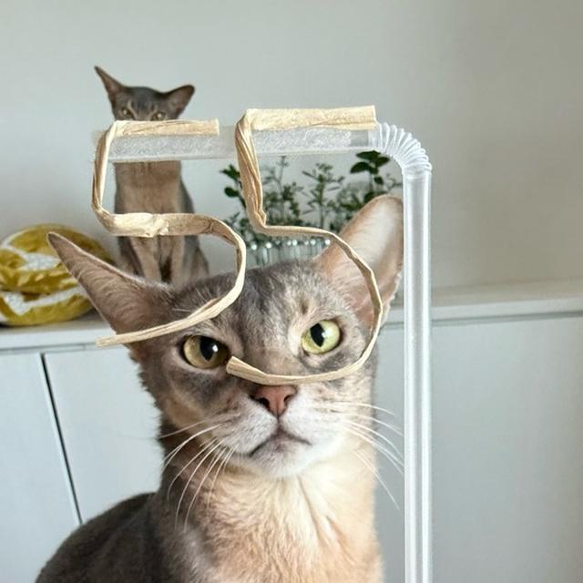 じょりゴーゴー！55歳になりました