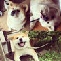 【Instagram】My lovely three Akita dogs! 我が家の三匹の秋田犬#mydogs #akitainu #秋田犬 #かわいい #mylovelydog