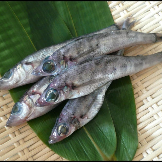 今日の魚　アオメエソ