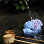 涼しげな紫陽花