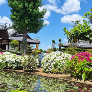 新緑そして つつじの海