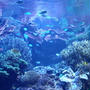 ２０１１年　夏旅行　～夢が一つ叶いました@鳥羽水族館～