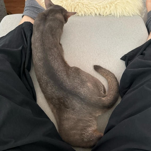 飼い主の股の間で伸び伸びと寝る坊