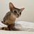 寝る前になると遊びたがる…ねこあるある