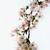 Sakura ?