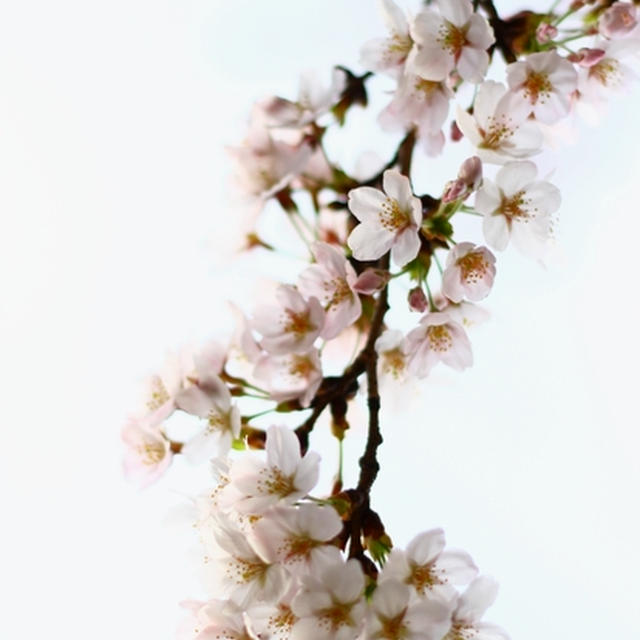 Sakura ?