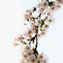 Sakura ?