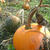 Pumpkin Patch と海老の香草焼き