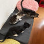 この仔たちの名前の由来は・・・ 〜仔猫3にゃんず〜