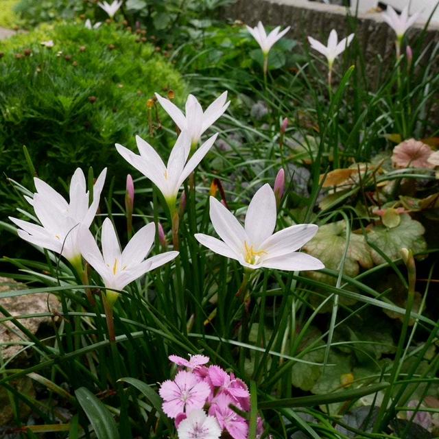 雨後のゼフィランサス#最近撮った写真は