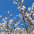 今年の桜の花