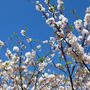 今年の桜の花