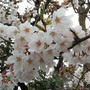 そこここで桜満開！